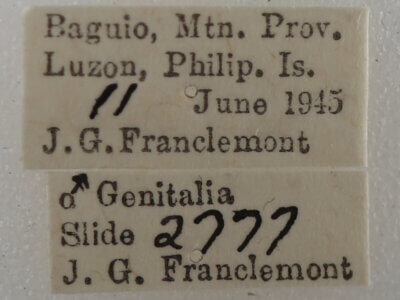 label view of adult Ophiusa trapezium