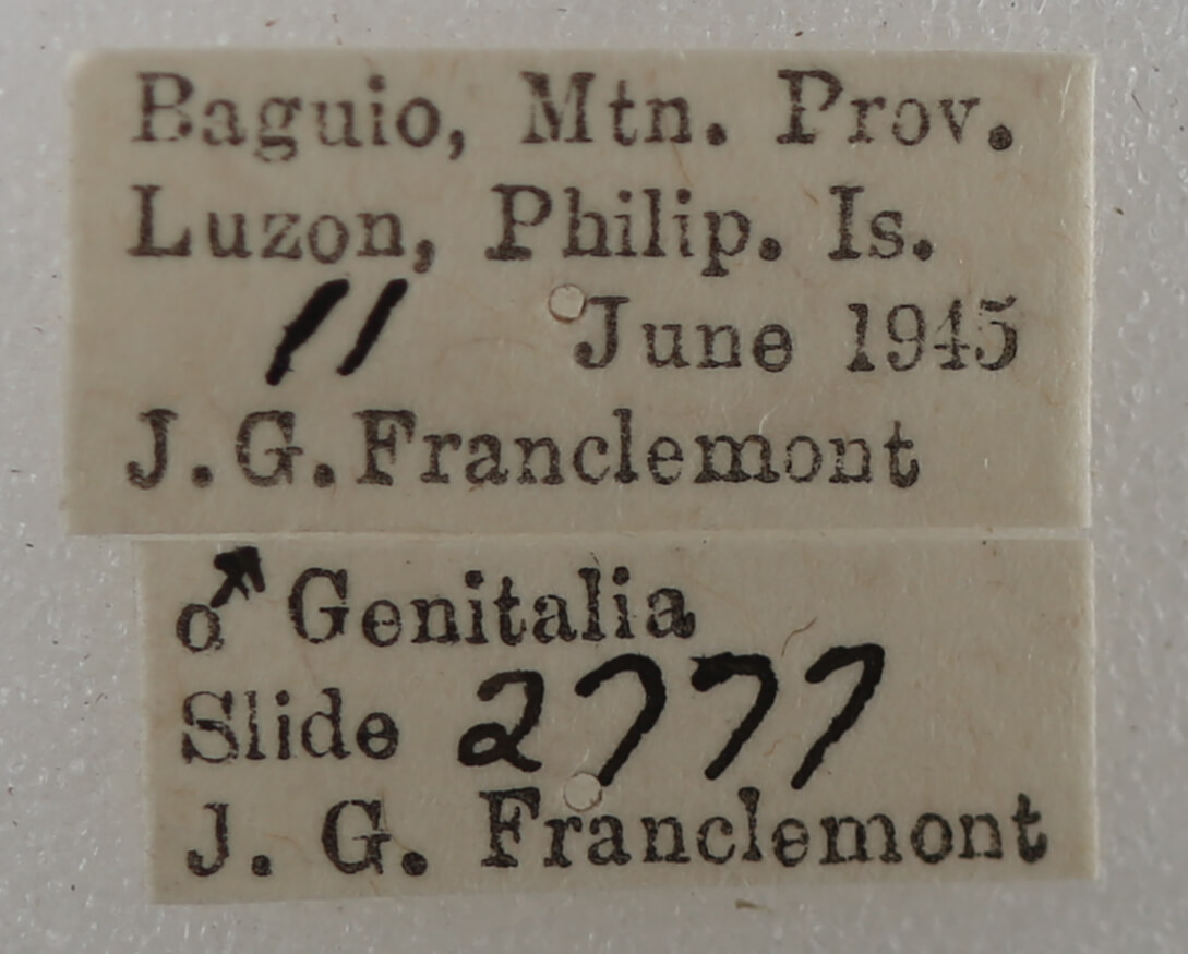 label view of adult Ophiusa trapezium