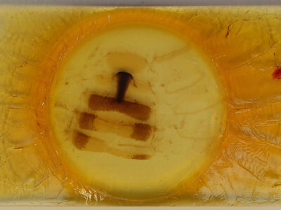 slide view of adult Arcte coerula