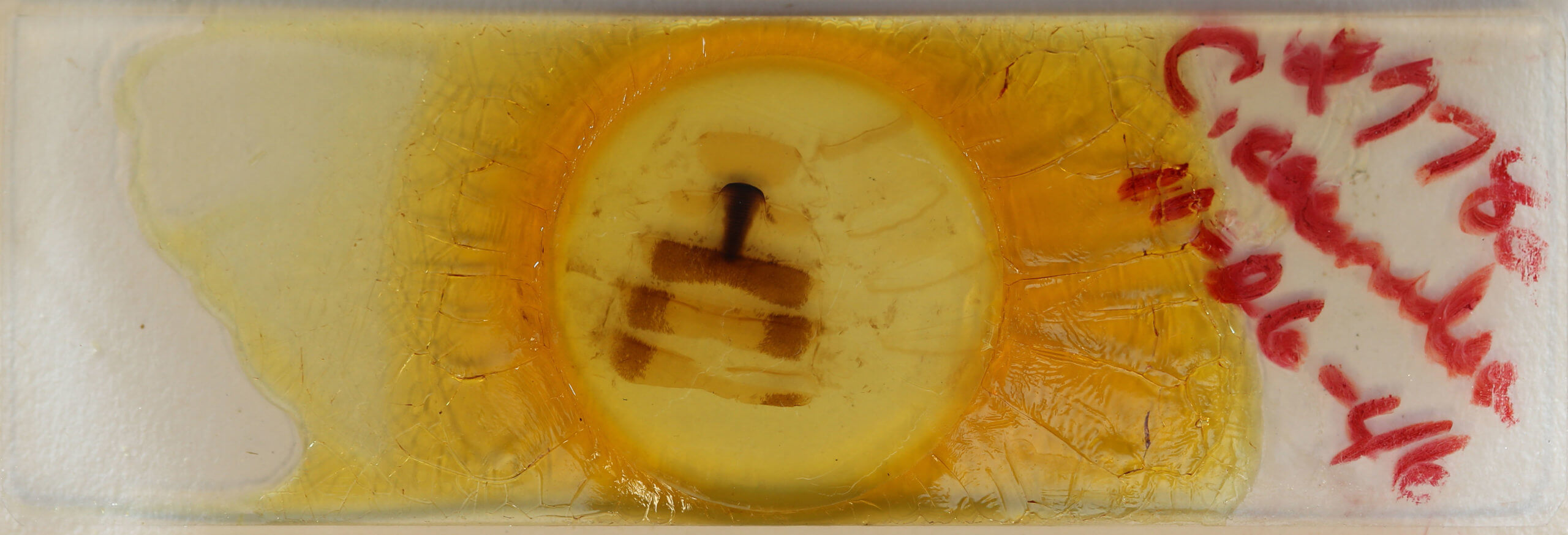 slide view of adult Arcte coerula