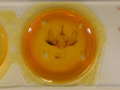 slide view of adult Arcte modesta