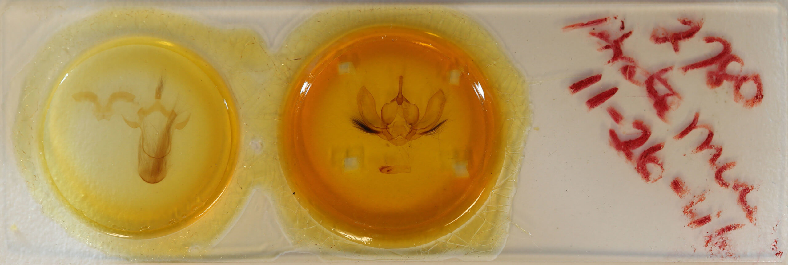 slide view of adult Arcte modesta