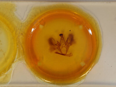 slide view of adult Ophiusa triphaenoides