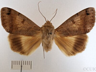 dorsal view of adult Ophiusa triphaenoides