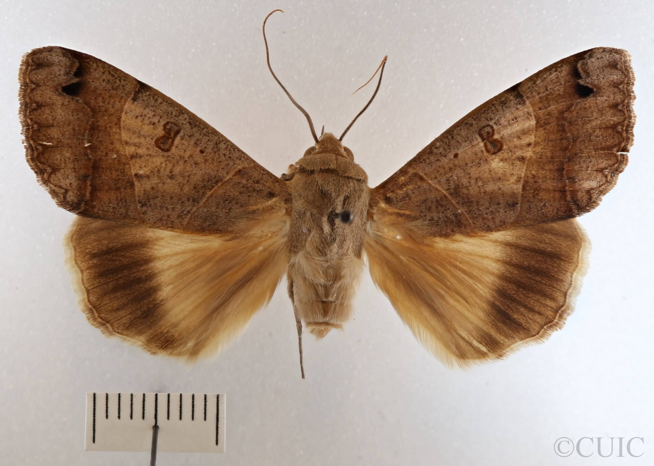 dorsal view of adult Ophiusa triphaenoides