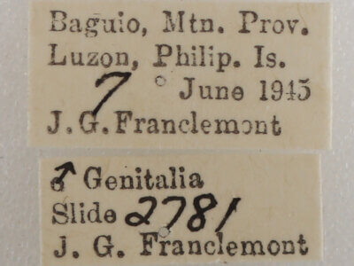 label view of adult Ophiusa triphaenoides