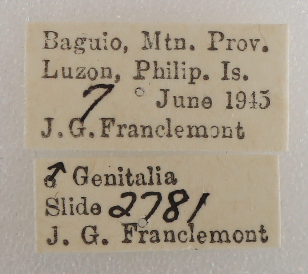 label view of adult Ophiusa triphaenoides