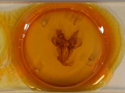 slide view of adult Ophiusa disjungens