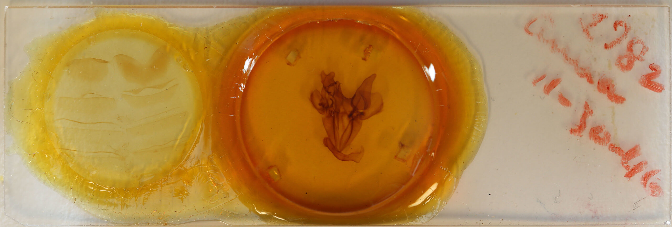 slide view of adult Ophiusa disjungens