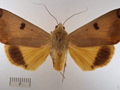 dorsal view of adult Ophiusa disjungens