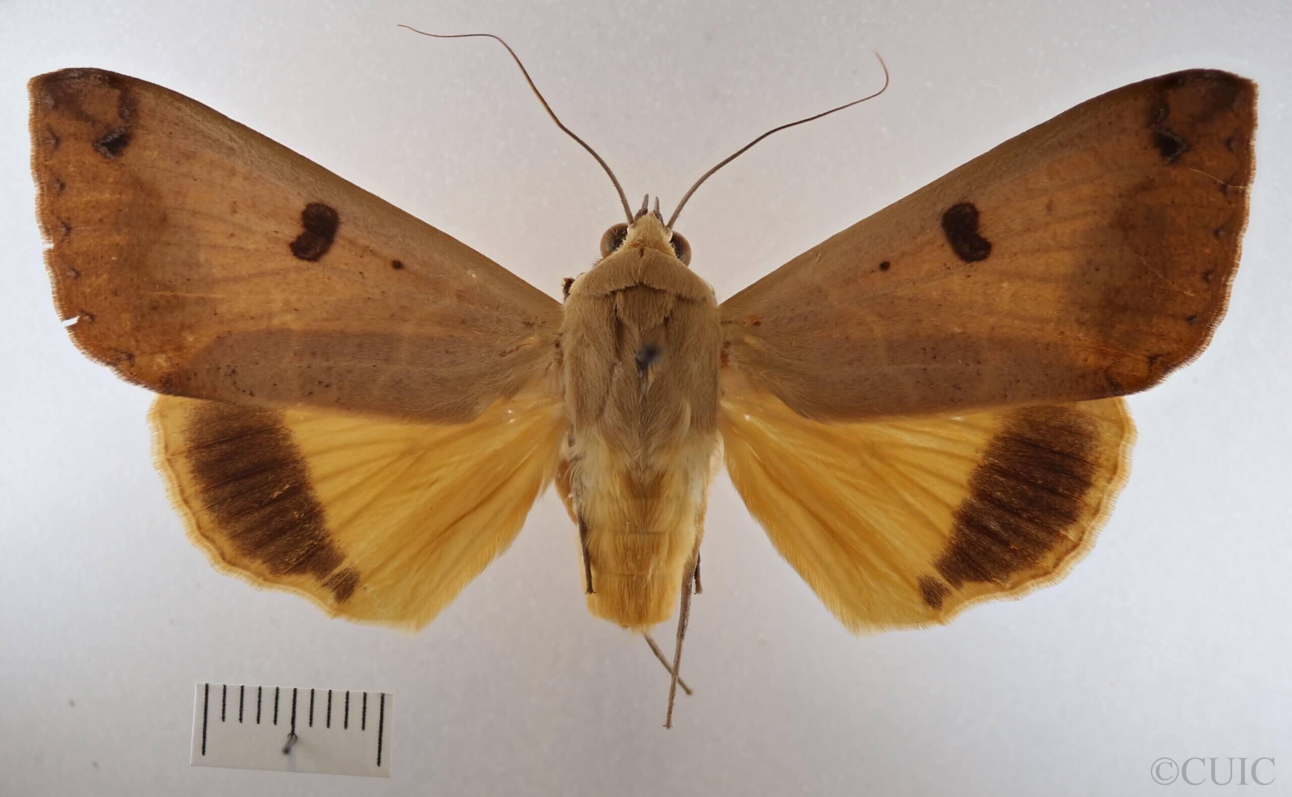 dorsal view of adult Ophiusa disjungens