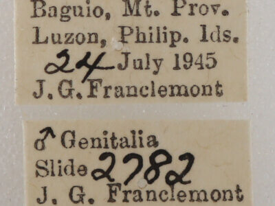 label view of adult Ophiusa disjungens