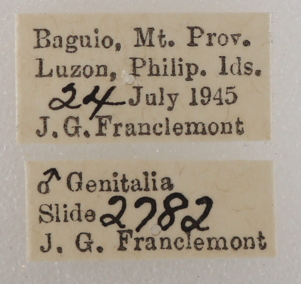 label view of adult Ophiusa disjungens