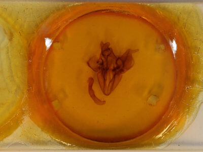 slide view of adult Ophiusa disjungens