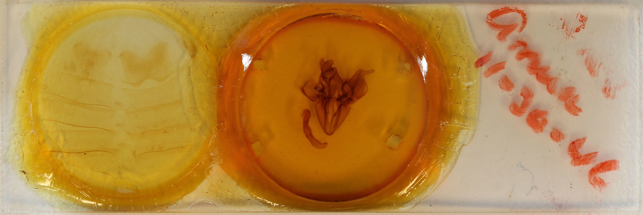 slide view of adult Ophiusa disjungens