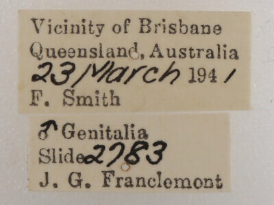 label view of adult Ophiusa disjungens