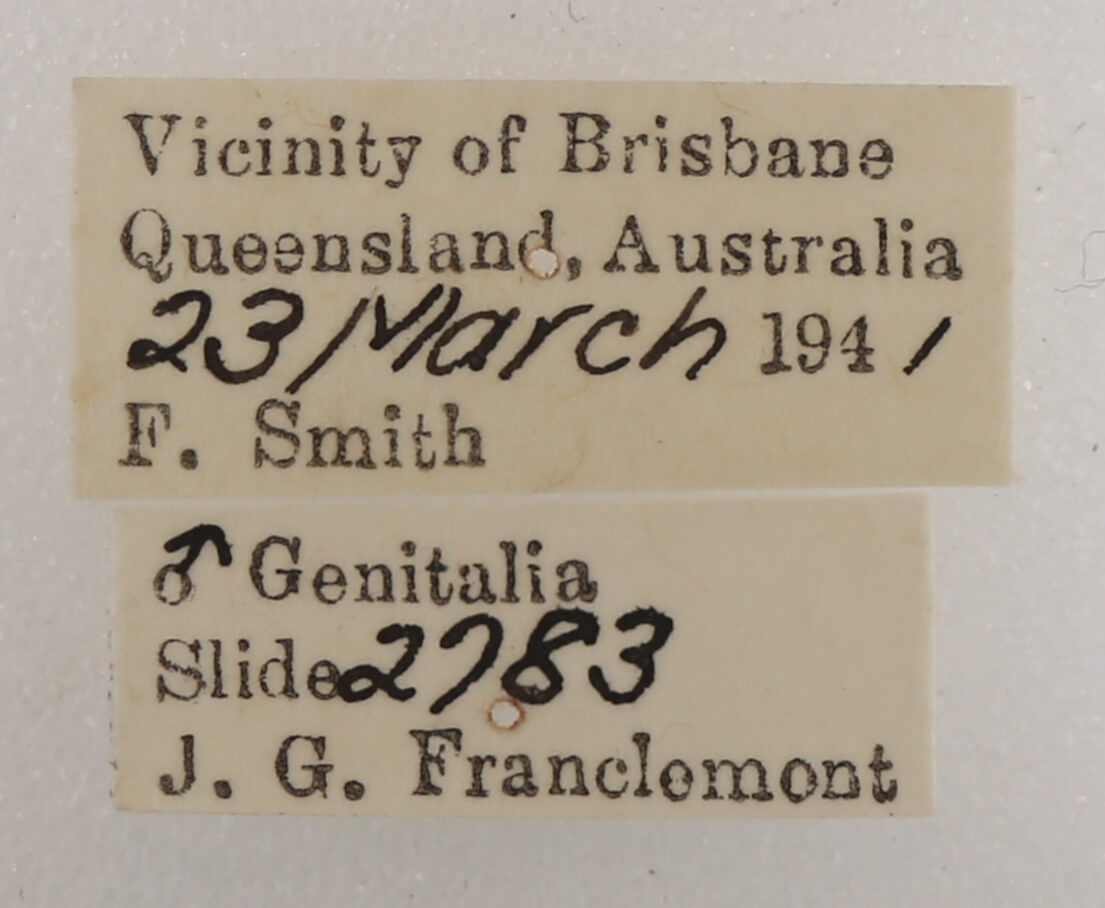 label view of adult Ophiusa disjungens