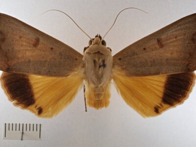 dorsal view of adult Ophiusa disjungens