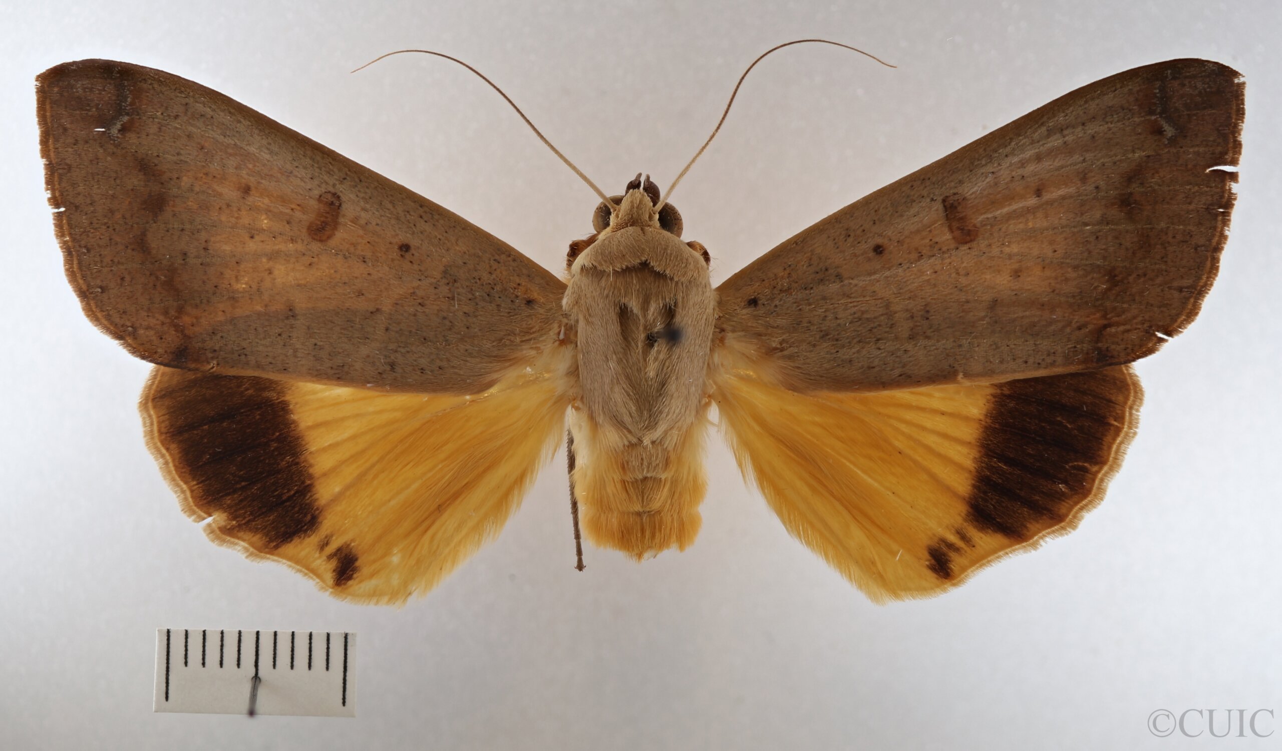 dorsal view of adult Ophiusa disjungens