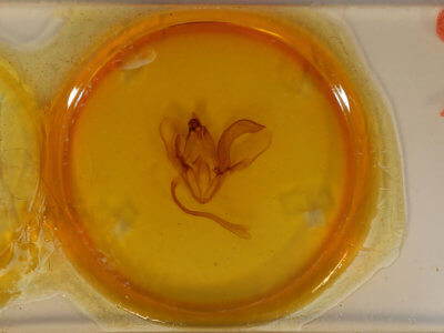 slide view of adult Ophiusa parcemula