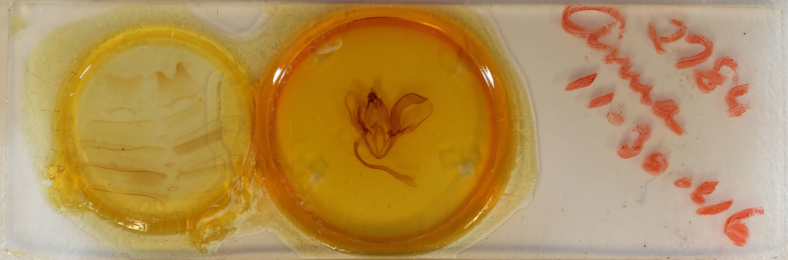 slide view of adult Ophiusa parcemula