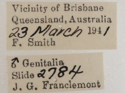 label view of adult Ophiusa parcemula