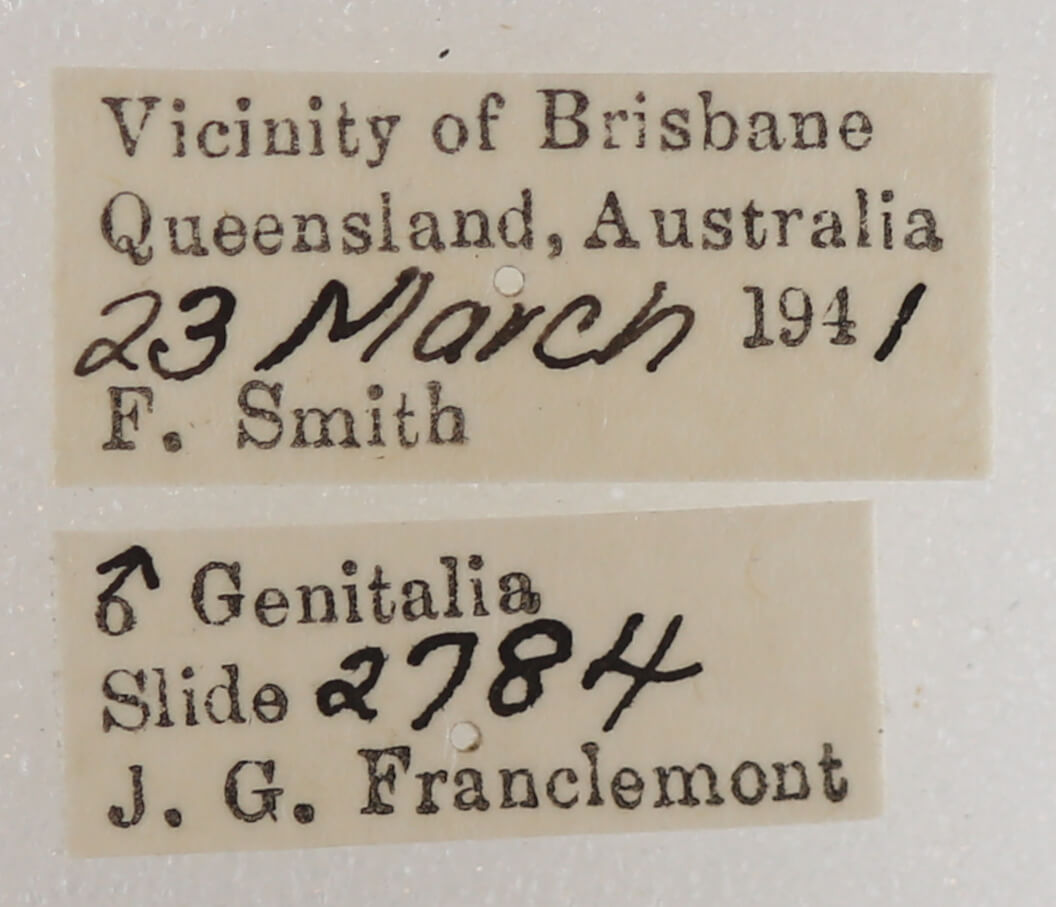 label view of adult Ophiusa parcemula