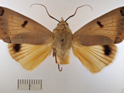 dorsal view of adult Ophiusa parcemula