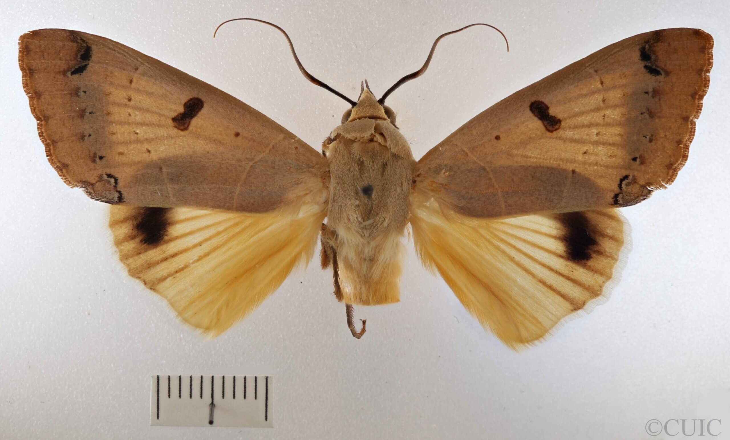 dorsal view of adult Ophiusa parcemula