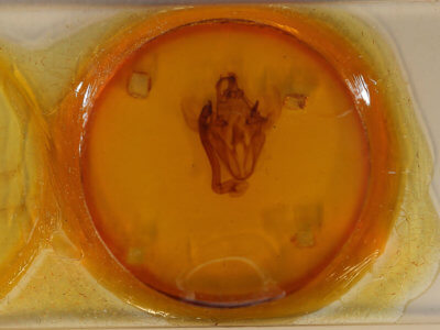 slide view of adult Ophiusini tirhaca