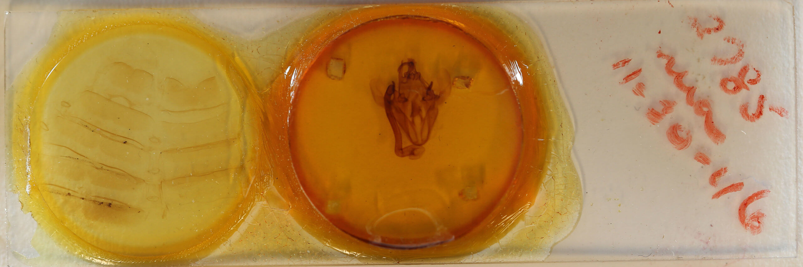 slide view of adult Ophiusini tirhaca