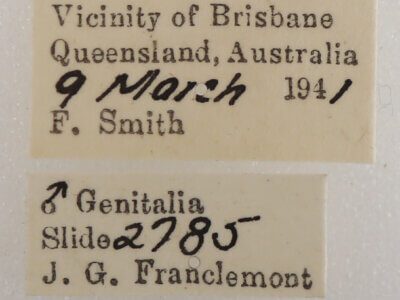 label view of adult Ophiusini tirhaca