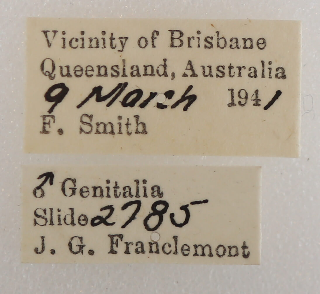 label view of adult Ophiusini tirhaca
