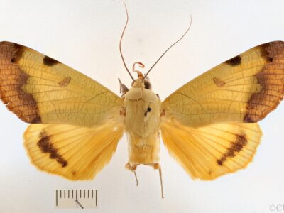 dorsal view of adult Ophiusini tirhaca