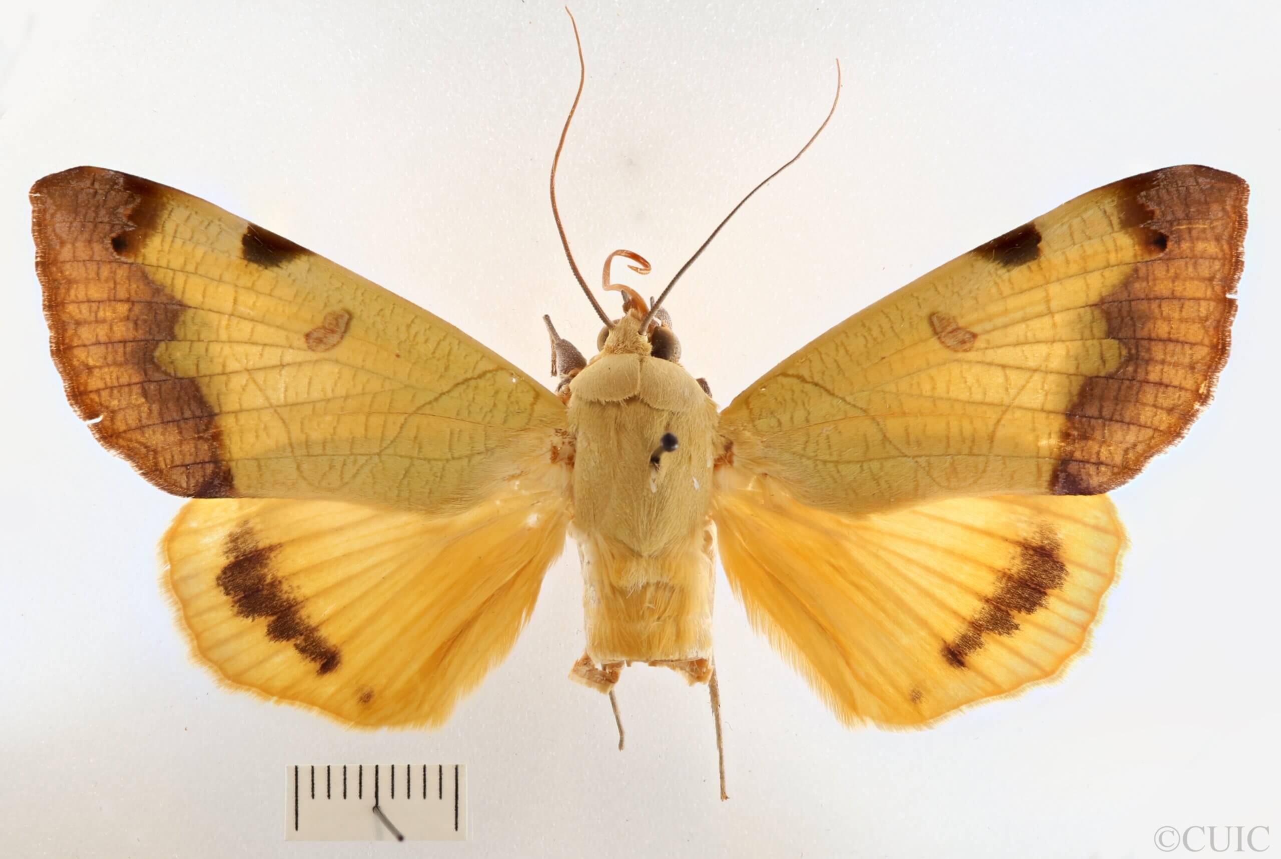 dorsal view of adult Ophiusini tirhaca