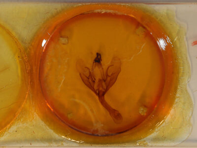 slide view of adult Thyas honesta