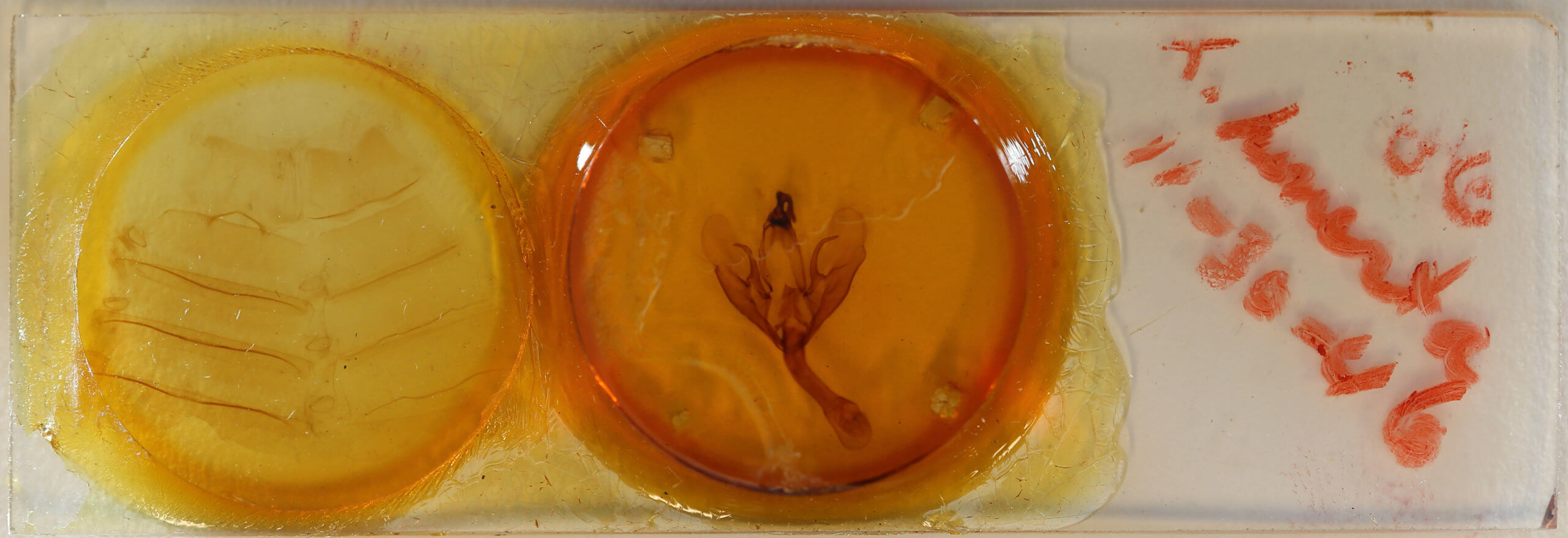 slide view of adult Thyas honesta