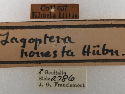 label view of adult Thyas honesta