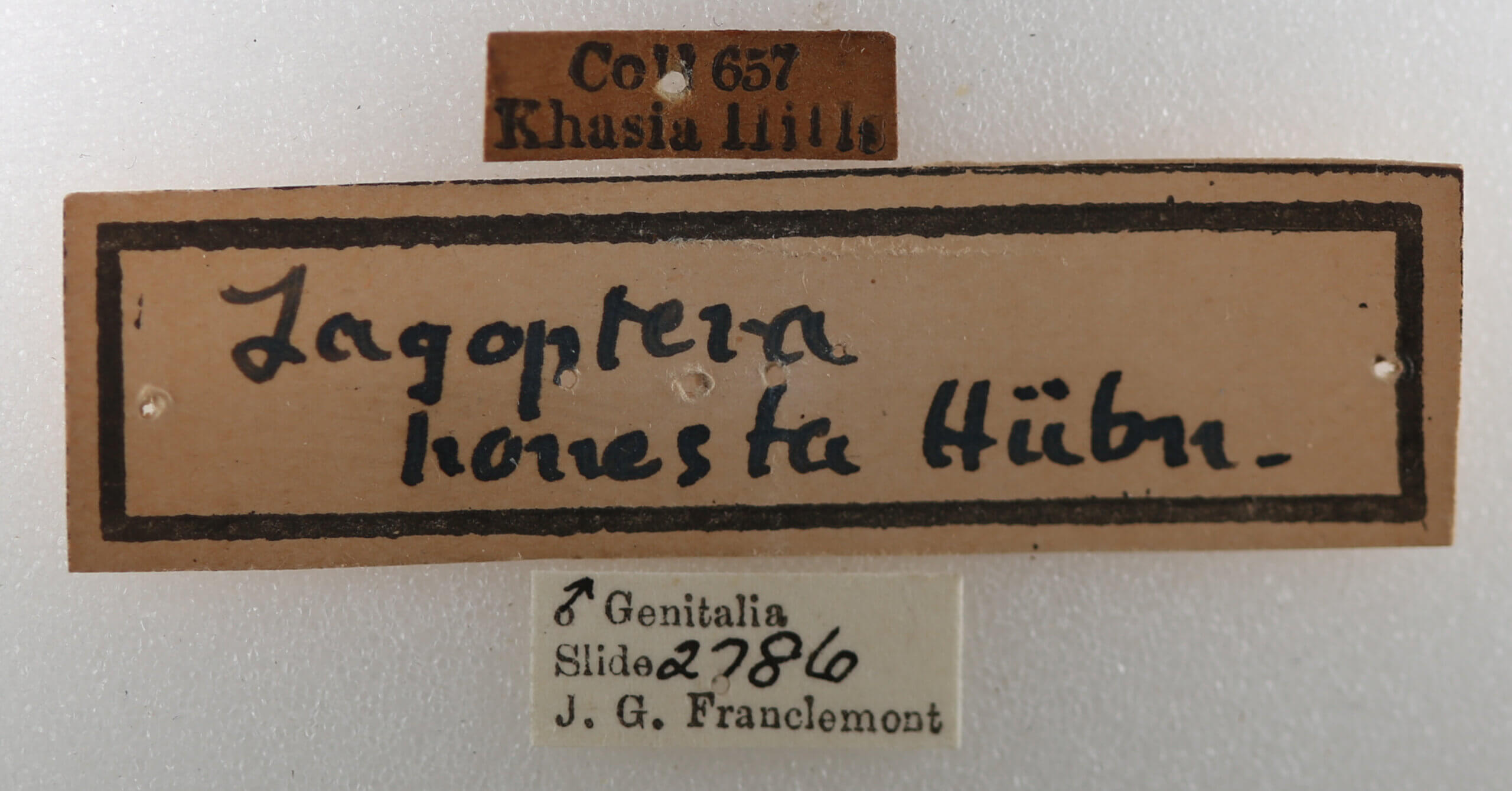 label view of adult Thyas honesta