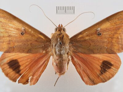 dorsal view of adult Thyas honesta