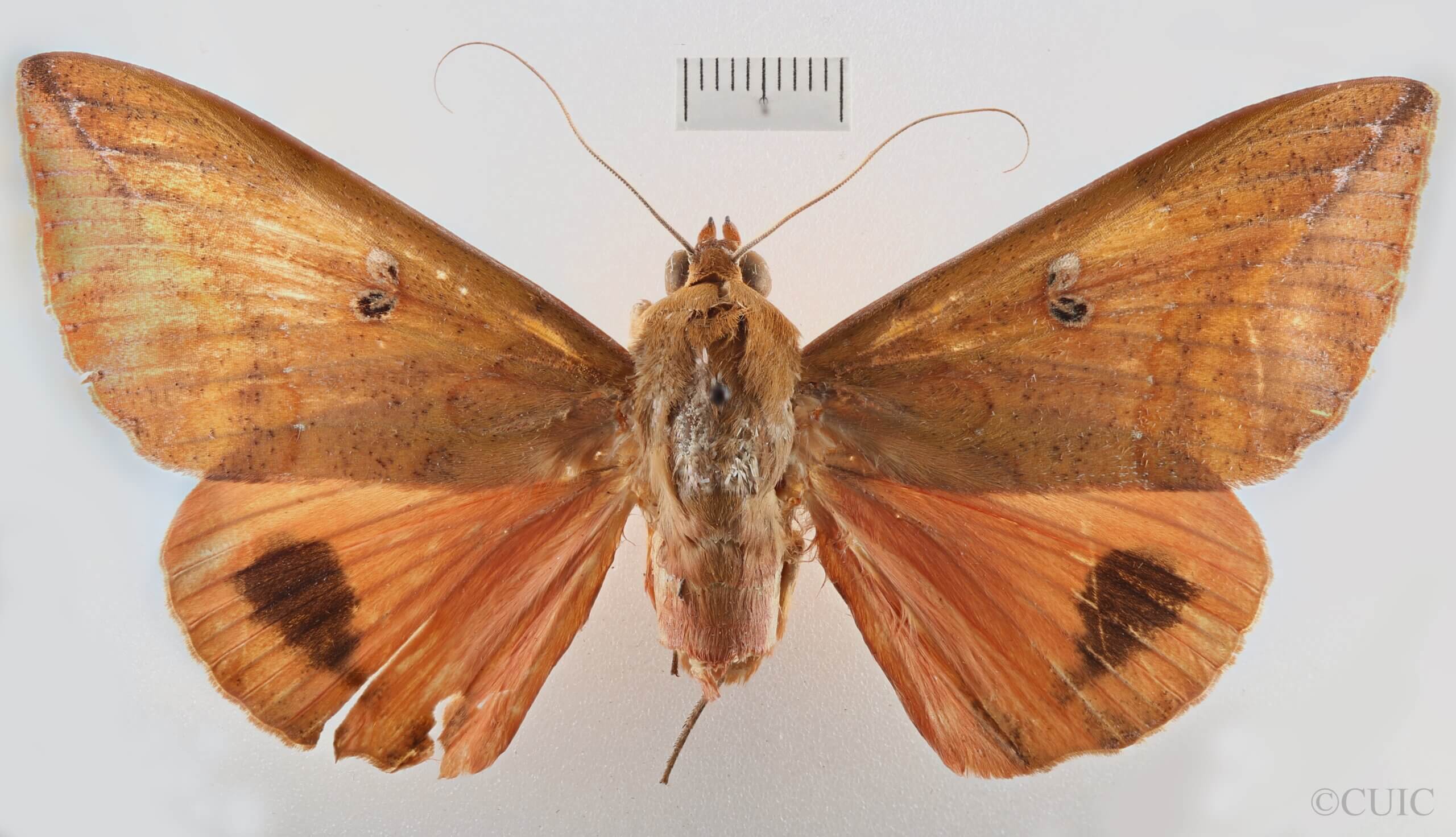 dorsal view of adult Thyas honesta
