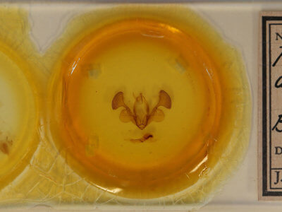 slide view of adult Mythimna albicosta