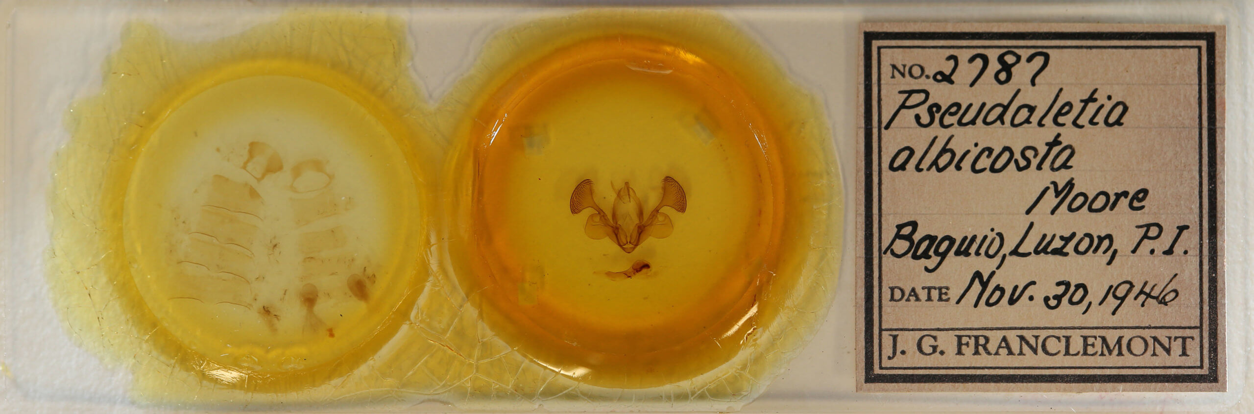 slide view of adult Mythimna albicosta