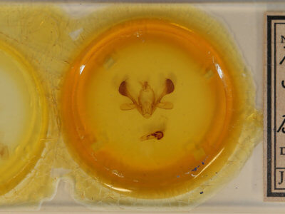 slide view of adult Mythimna separata