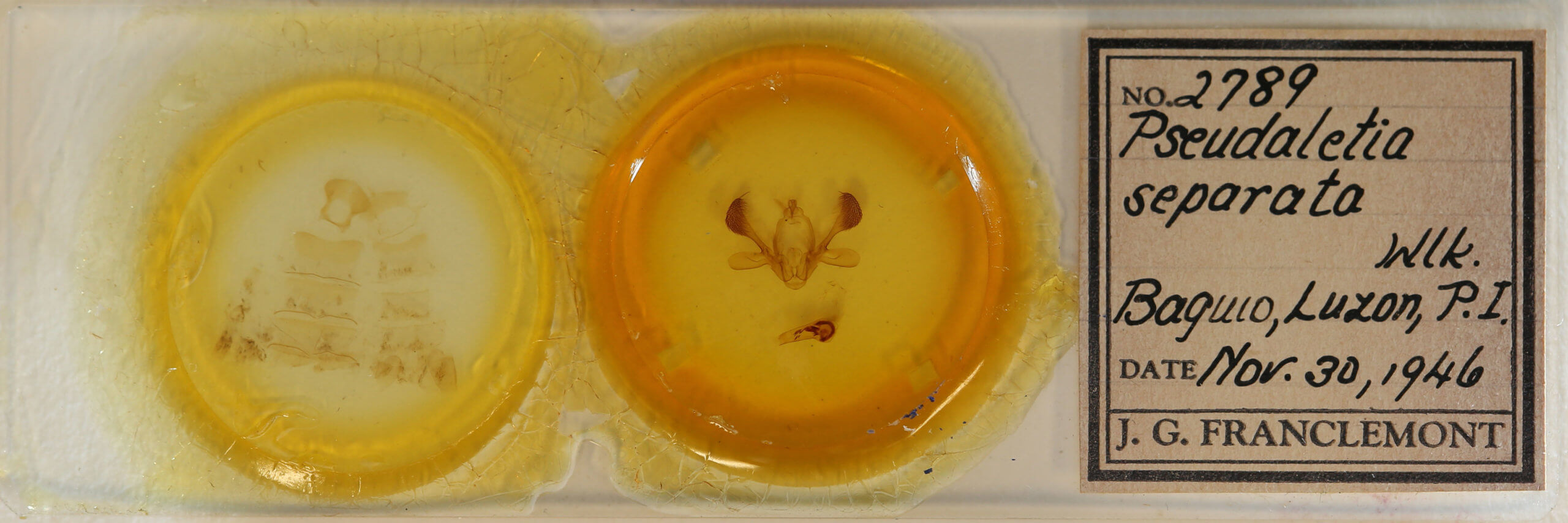 slide view of adult Mythimna separata