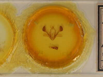 slide view of adult Mythimna separata