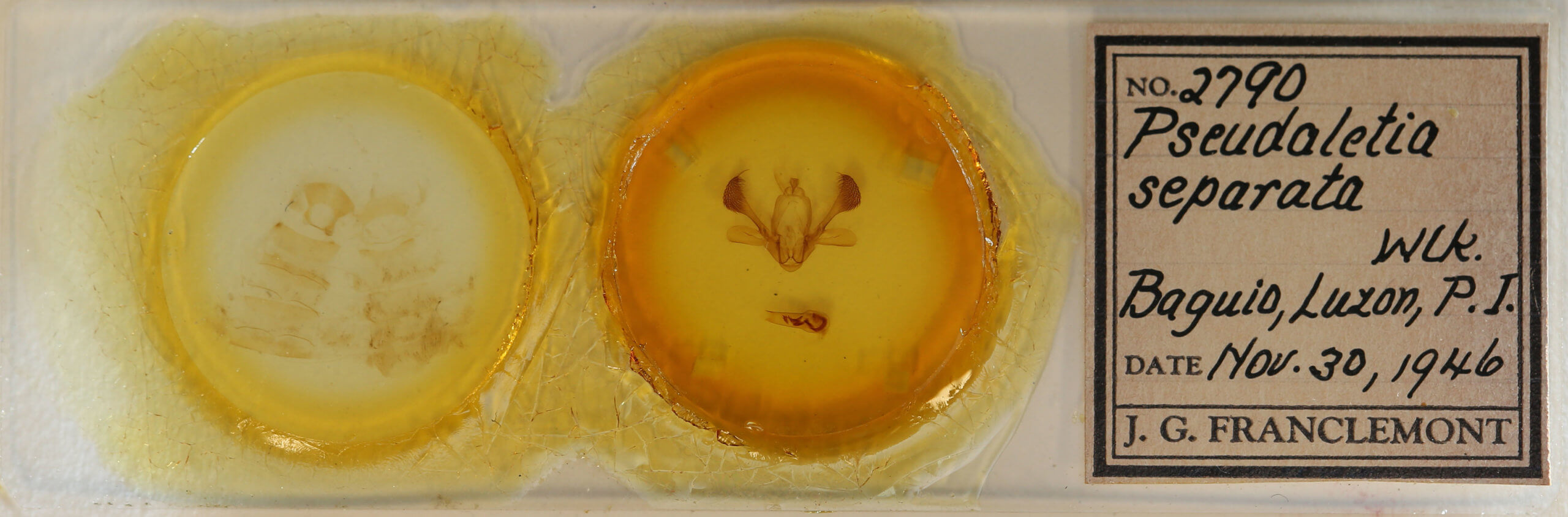 slide view of adult Mythimna separata