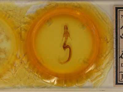 slide view of adult Mythimna separata