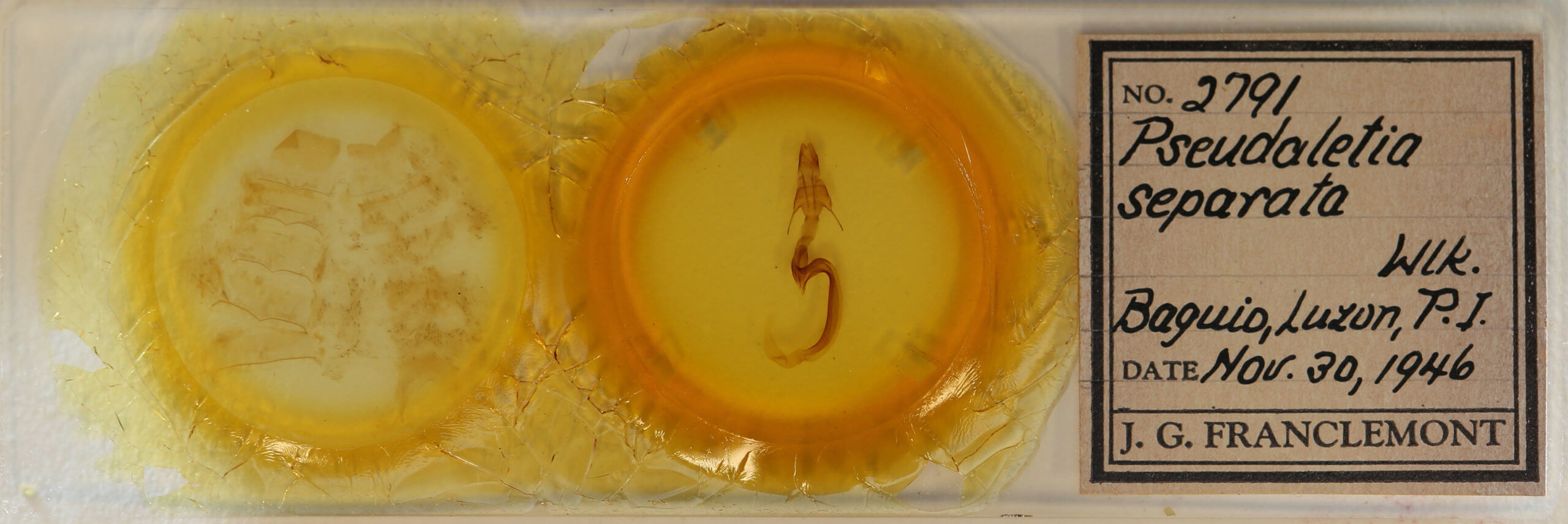 slide view of adult Mythimna separata