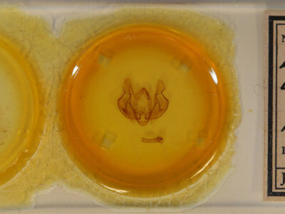 slide view of adult Leucania loreyi